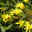 Chrysanthemoides monilifera 