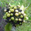 Clerodendrum glabrum fruit