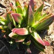 Crassula capitella subsp thyrsiflora