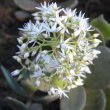Crassula lactea flower