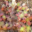 In the veld Crassula socialis remains flat, the red colouring resulting from dry conditions.