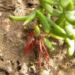 Crassula tetragoma subsp. robusta