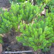 Crassula tetragona subsp. connivens