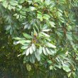 Cunonia capensis foliage