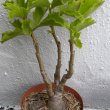 Cyphostemma cirrhossum plant