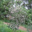 Dais cotinifolia tree