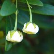 Diospyros dichrophylla flowers