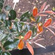 Diospyros whyteana foliage