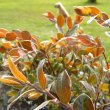 Diospyros whyteana young foliage