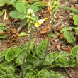 Drimiopsis maculata flowerbud