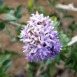 Ehretia rigida flower