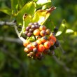Ehretia rigida fruit