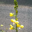 Eulophia speciosa flw stem