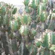 Euphorbia coerulescens thorns