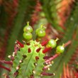 Euphorbia enopla  var. enopla