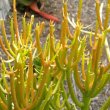  Euphorbia tirucalli firestks 