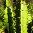 Euphorbia triangularis detail