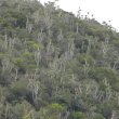 Euphorbia triangularis hillside