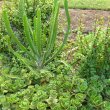 Euphorbia triangularis seedling