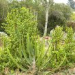 Euphorbia triangularis seedling