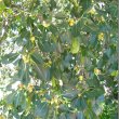 Ficus Burkei foliage