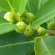 Ficus burtt-davyi figs