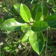 Ficus burtt-davyi foliage