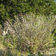 Ficus burtt-davyi pruned