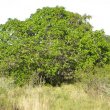Ficus sur form