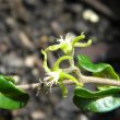 Fockea edulis flower