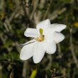 Gardenia thunbergia flower