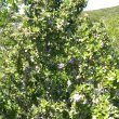 Grewia occidentalis form wild