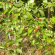 Grewia occidentalis fruits