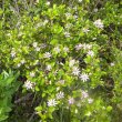 Grewia occidentalis wild flower