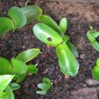 Haemanthus albiflos plant