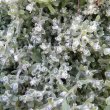 Helichrysum crispum foliage