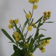 Hermannia hyssopifolia flowers