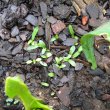 Ledebouria revoluta seedlings