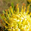 Leucospermum cuneiforme flower close