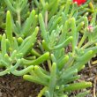 Malephora crocea foliage