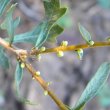 Morella quercifolia buds