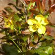 Ochna serrulata flower