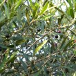 Olea europaea subsp. Africana
