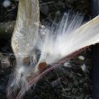 Orbea variegata seeds
