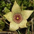 Orbea verrucosa flower