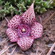 Orbea verrucosa flower