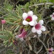 Pachypodium bispinosum flowers close