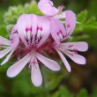 Pelargonium quercifolium flower close 