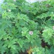 Pelargonium quercifolium foliage