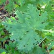 Pelargonium quercifolium leaf
